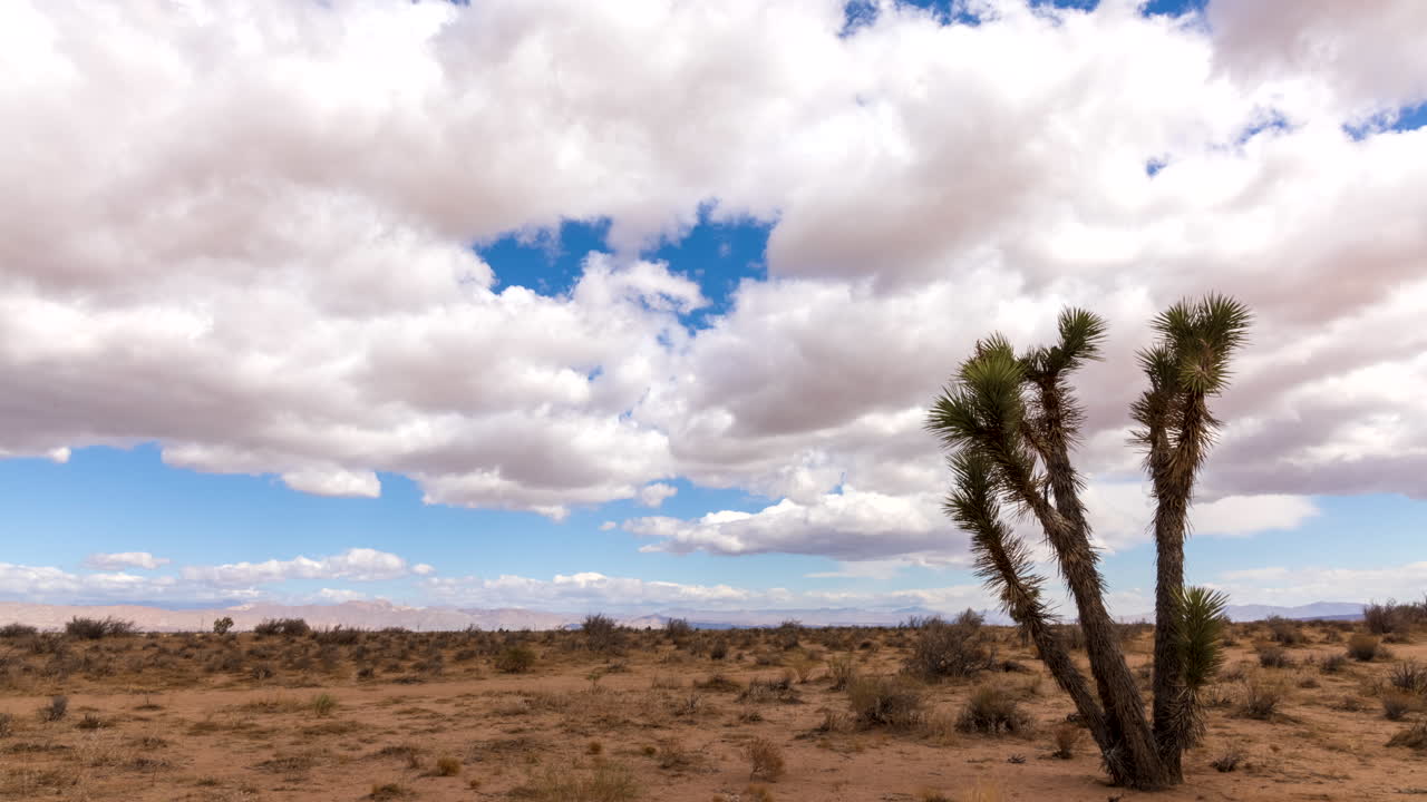 las nubes cruzan el cielo sobre el paisaje seco del desierto de mojave - lapso de tiempo con un árbol de joshua en primer plano