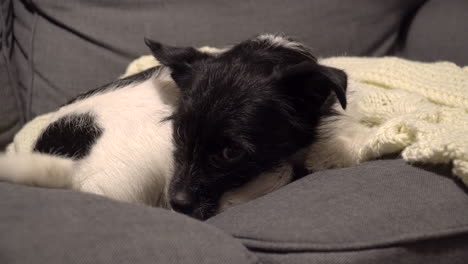 perro con piel blanca y negra mueve la cola mientras está acostado en el sofá