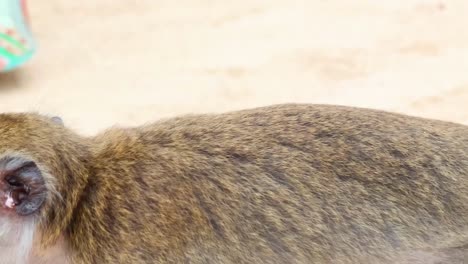 monkey profile