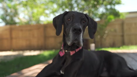 female great dane happy, looking with interest