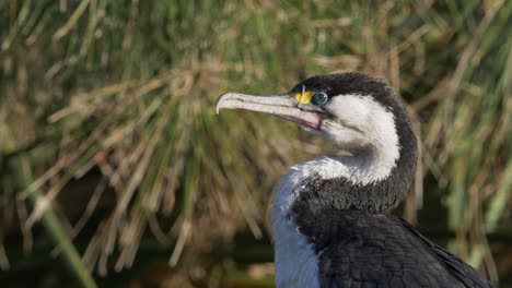 Kleines-Trauerschnäpperkormoran--Oder-Zwergscharbenvogelporträt,-Nahaufnahme