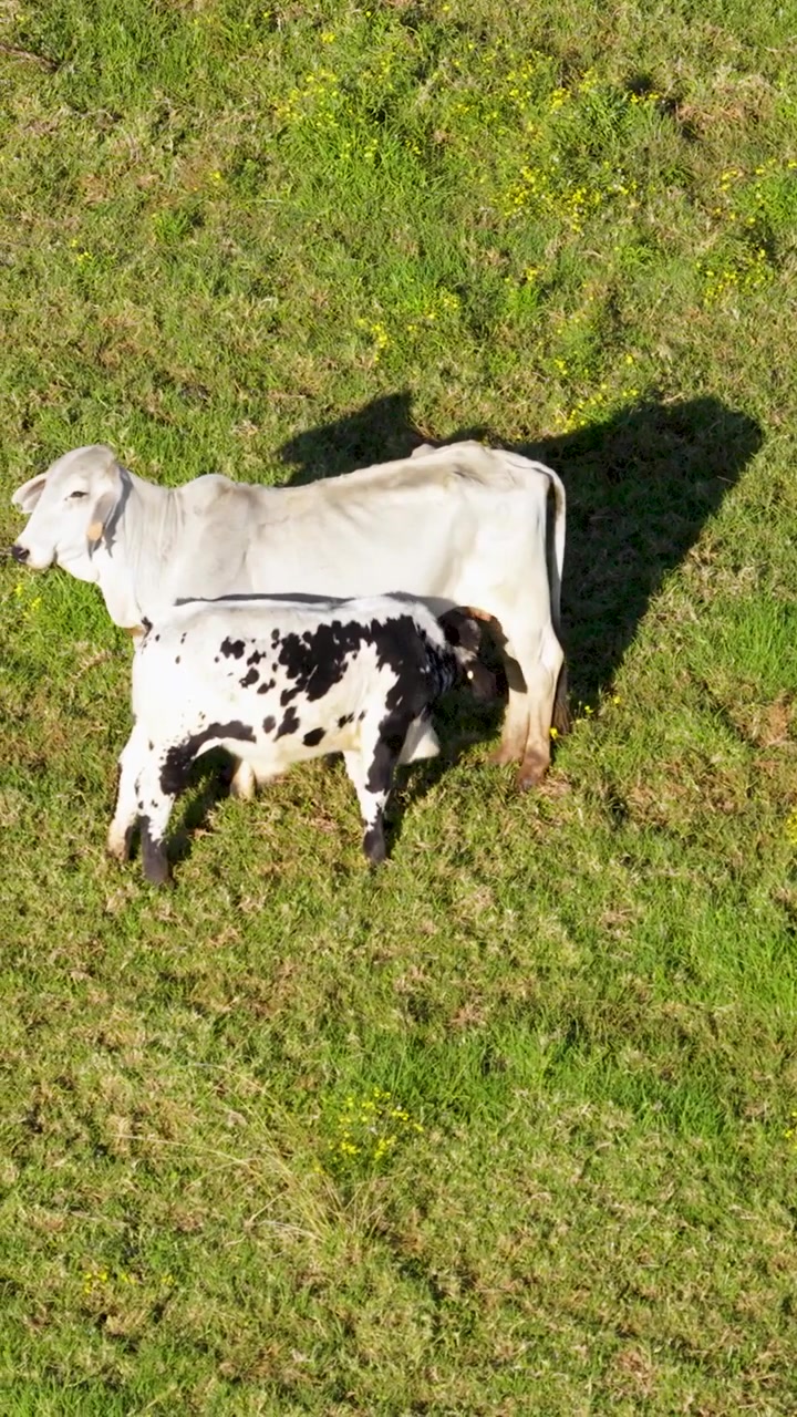 Perspectiva vertical cenital de una vaca blanca amamantando a su ternero manchado en la hierba iluminada por el sol.