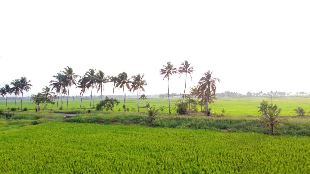 Splendide e lussureggianti risaie verdi con palme da cocco in un paesaggio rurale tropicale