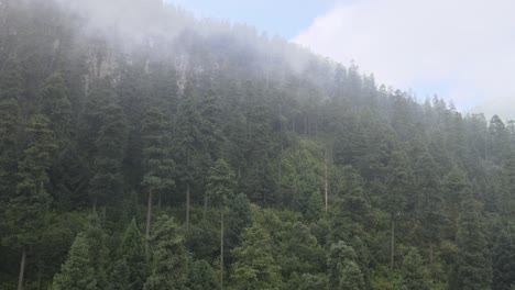 pull front and up view of forest at morning in a foggy day at mountain