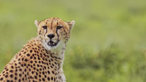 Cheetah-Portrait-Close-Up-in-Africa-in-Serengeti-National-Park-in-Tanzania,-Looking-Around-Alert-and-Watching-the-African-Plains-Scenery-on-African-Wildlife-Safari-Animals-Game-Drive