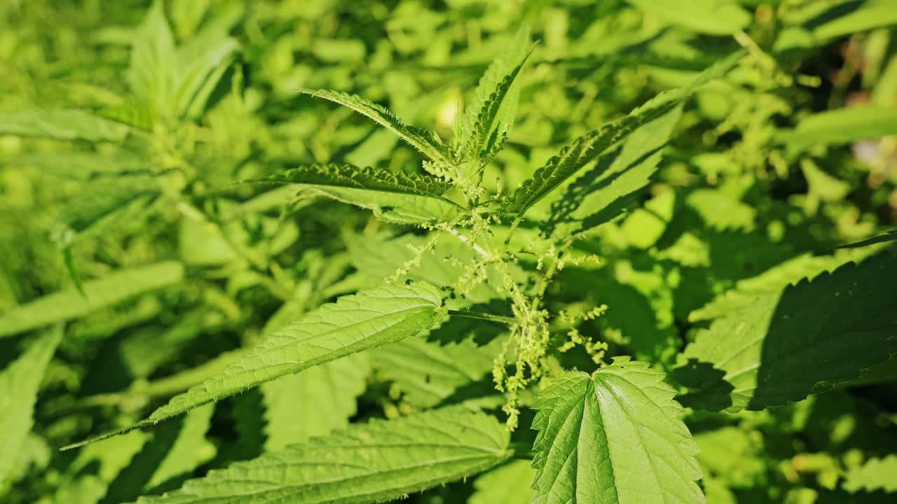 Close view, nettle leaves drifting in warm light revealing subtle nature motion
