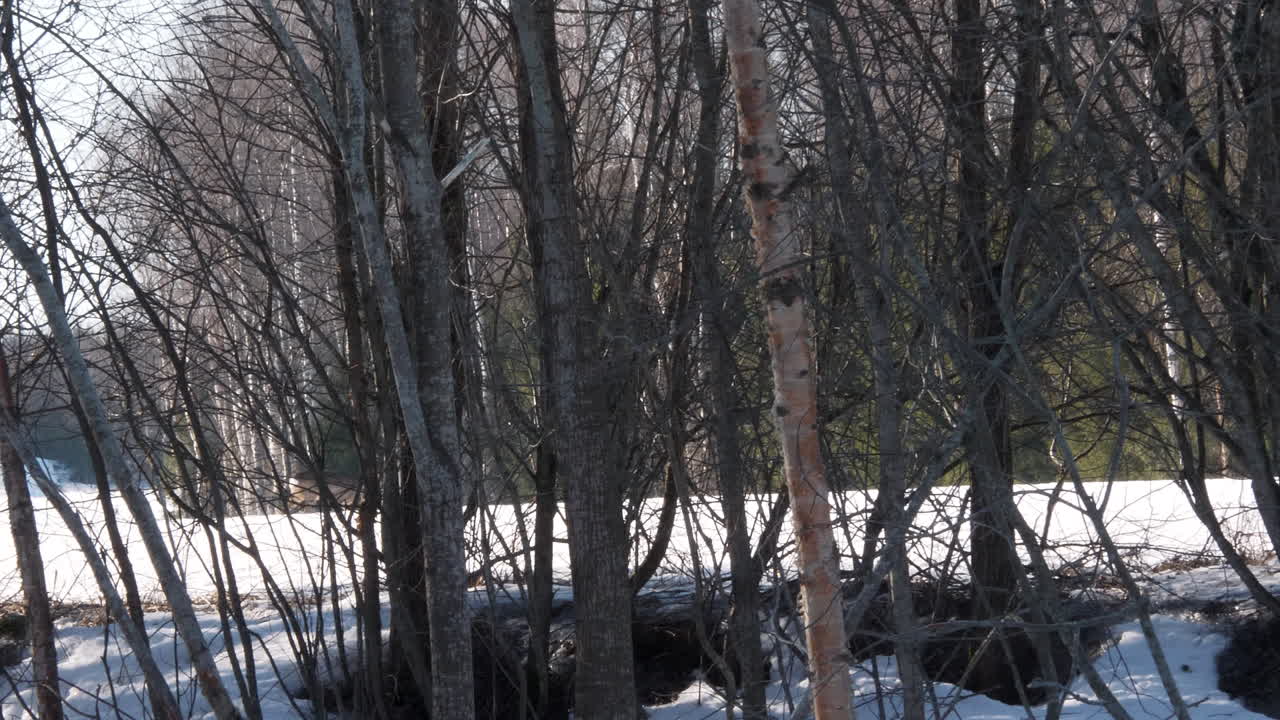 corzo europeo caminando sobre un campo nevado detrás de los árboles
