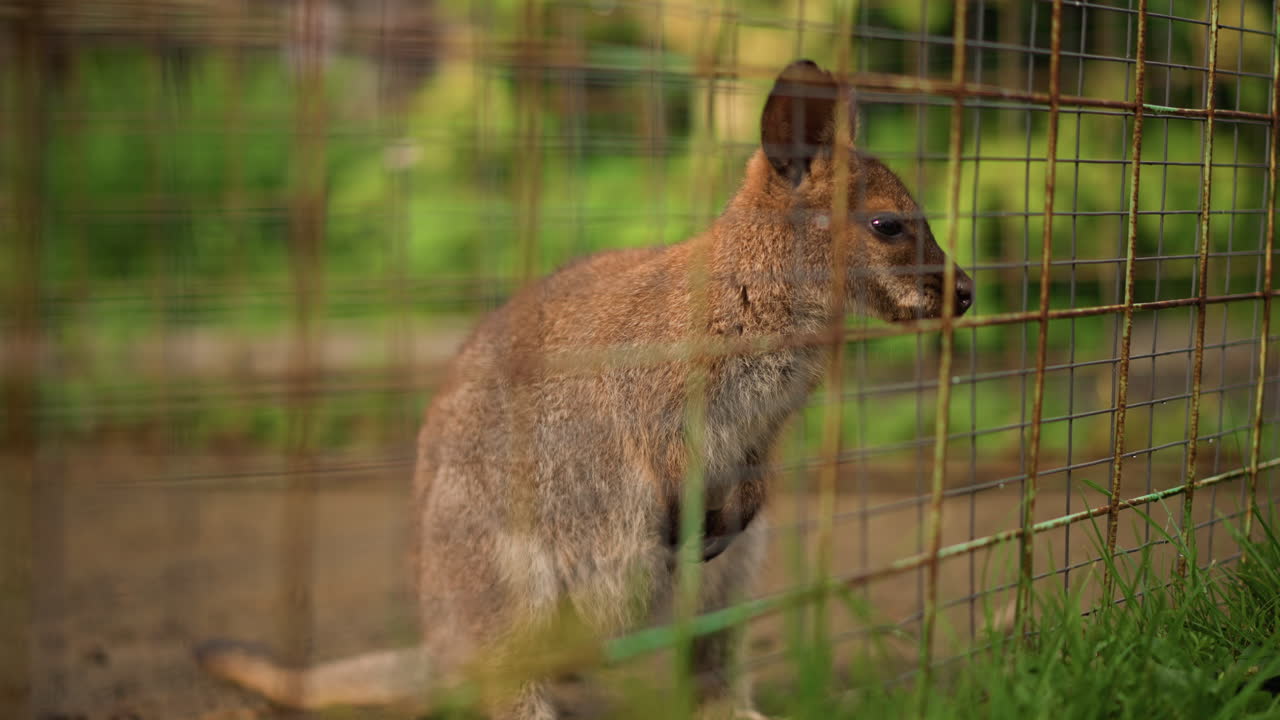 wallaby marrone accanto a una recinzione metallica, che annusa attentamente la griglia e sbircia attraverso la rete, poi si gira per cercare cibo nell'erba, saltellando delicatamente e con il profilo posteriore mentre fruga nel terreno, sfondo verde caldo e morbido