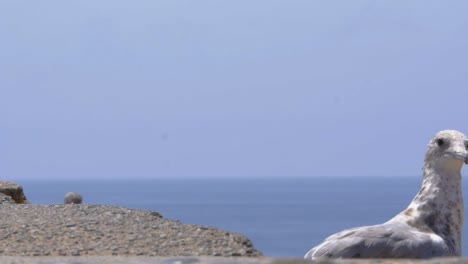 Seagulls-loiter-by-the-beach-trying-to-catch-flies-that-buzz-around,-during-a-bright-and-warm-afternoon