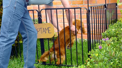 Plano-General-Del-Perro-Cocker-Spaniel-Para-Adopción