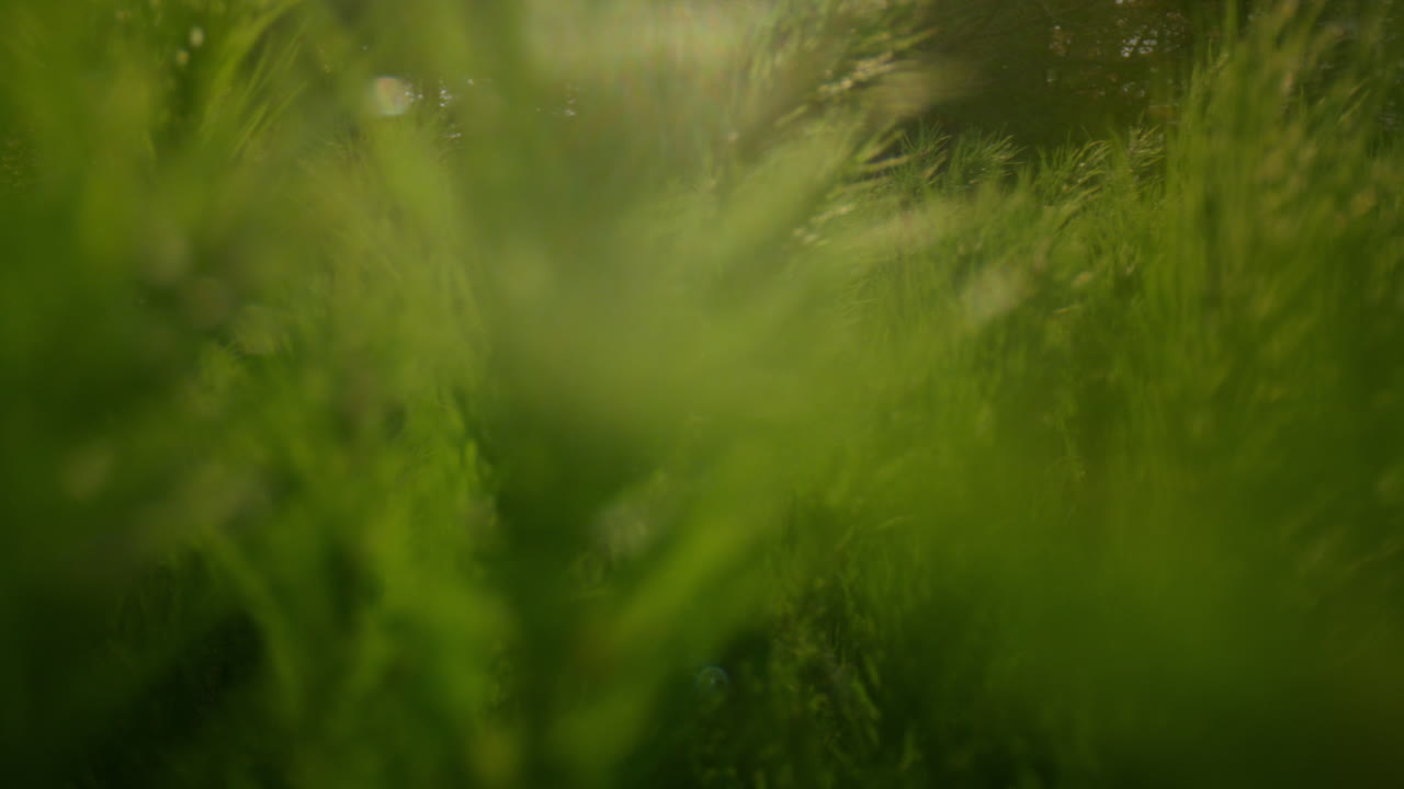 близкие ветви сосновых деревьев в ярких золотых солнечных лучах в зеленом лесу.