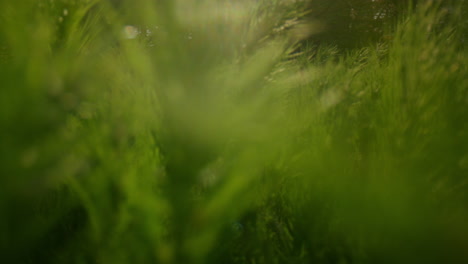ramas de pino de primer plano en rayos de sol dorados brillantes en el bosque verde.