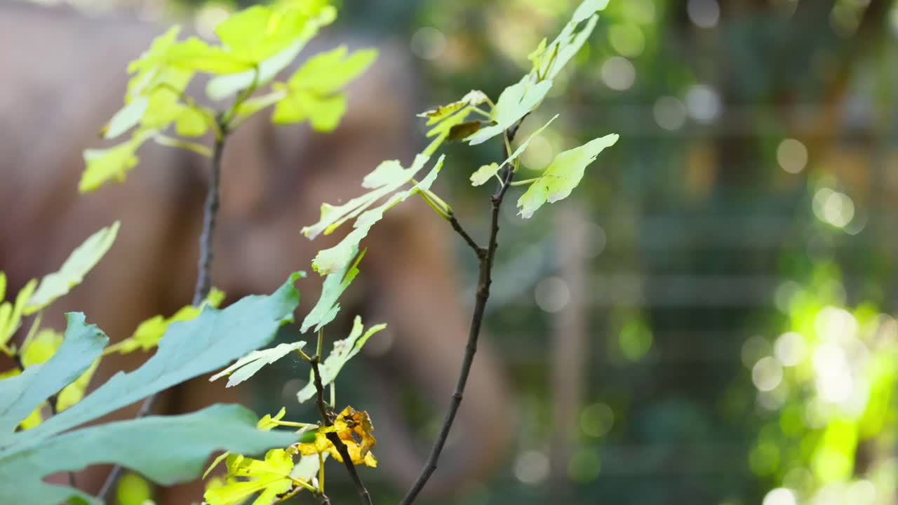 잎 을 가진 나무 가지 의 클로즈업