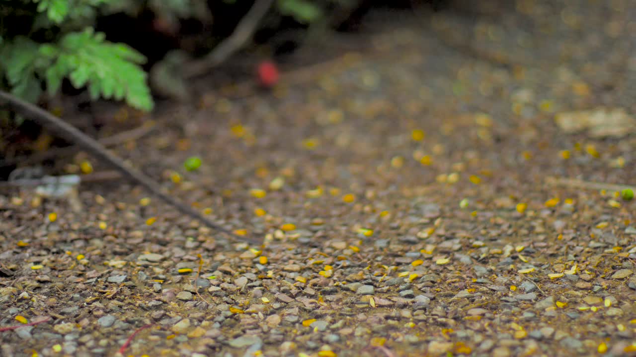 호주 도마뱀 - 동부 물 용