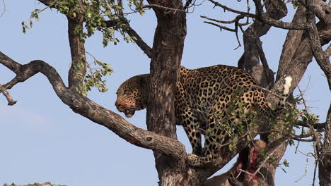 Un-Gran-Leopardo-Macho-Jadeando-Pesadamente-Con-Su-Presa-En-Un-árbol-En-África