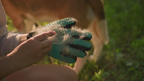 close-up of hand removing collected dog fur from grooming glove, blurred background features brown dog standing under warm sunlight in grassy field