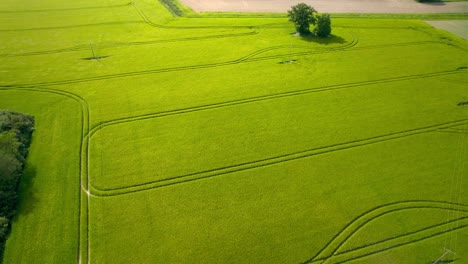 Evergreen-Fields-In-Rural-Landscapes-Near-Maine-et-Loire,-France