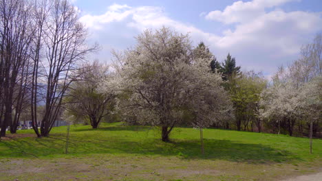árbol de primavera cubierto todo de colores florecientes blancos