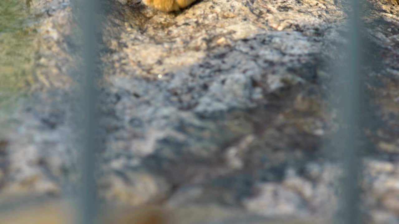 Da vicino, Gatto.