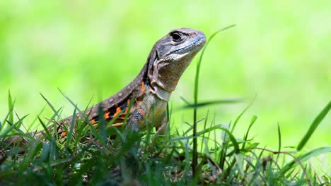 Die-Schmetterlingseidechse-Ist-Eine-Art-Leguan,-Die-Haut-Ist-Mit-Orangefarbenen,-Olivgrünen,-Weißen-Und-Blauen-Flecken-Gefleckt