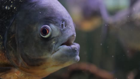 piranha - colossoma macropomum en primer plano.