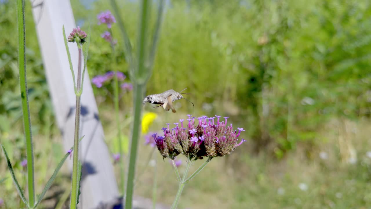 Macroglossum stellatarum, also known as hummingbird hawk-moth, hovering precisely over purple verbena bonariensis to feed on nectar with blurred green garden background