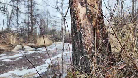 Quellwasser,-Das-Durch-Den-Wald-Fließt,-Bildet-Einen-Malerischen-Bach