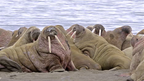 walrus with giant tusks gather on a beach in the arctic