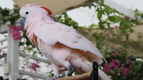 pink cockatoo in a garden