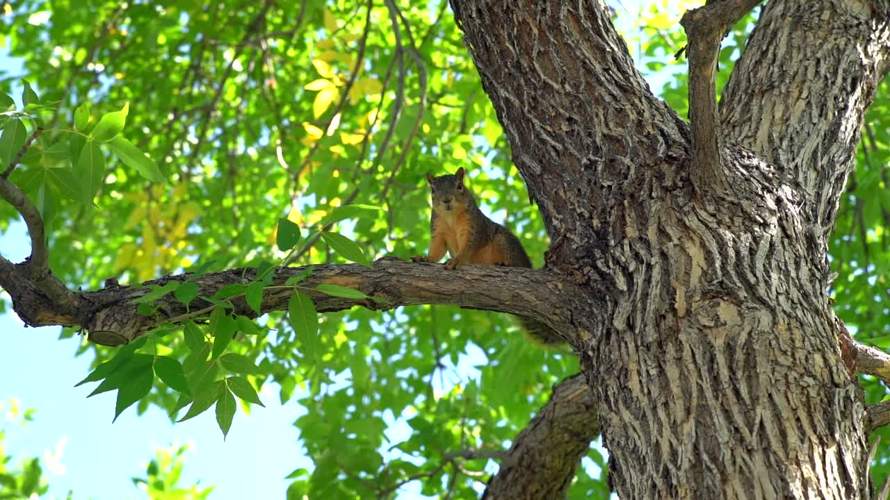 Slow motion footage of a squirrel on a tree