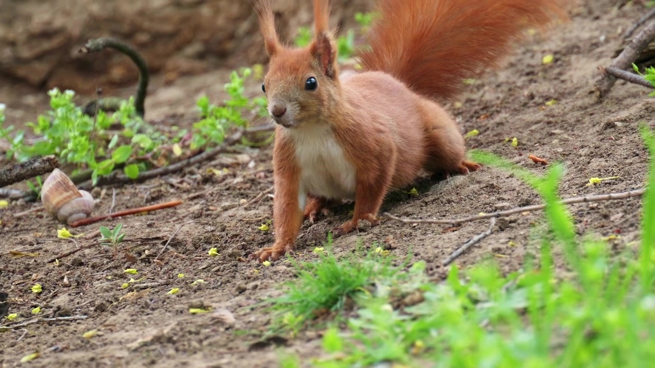Uno scoiattolo rosso in piedi a terra in un'area boschiva, attento e che si guarda intorno tra piante e terreno.