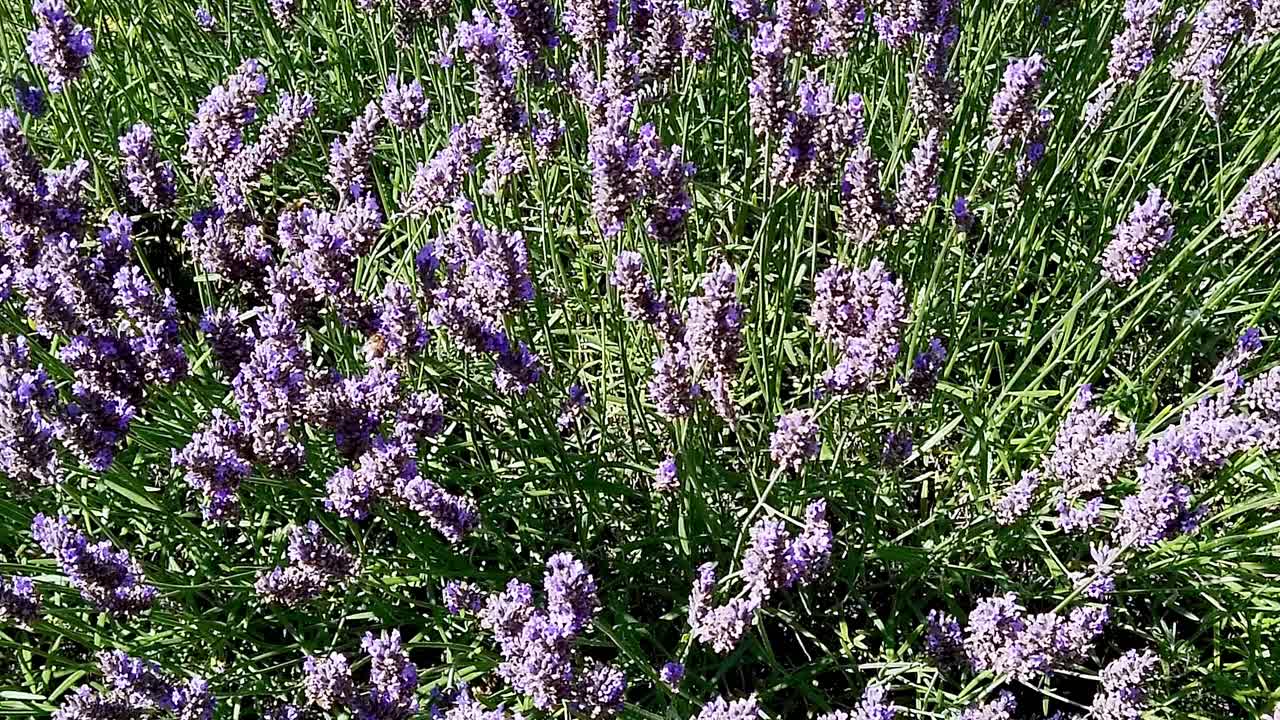 Bombi indaffarati che ronzano intorno a una pianta di lavanda in un giardino inglese, raccogliendo polline da portare all'alveare per produrre miele