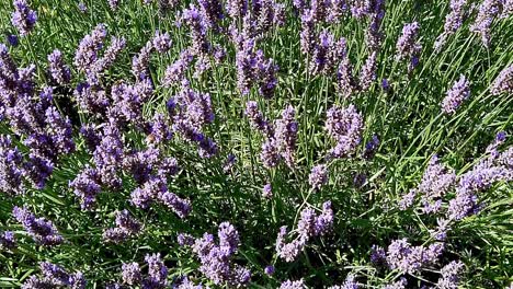 Busy-bumblebees-buzzing-round-a-lavender-plant-in-an-English-garden-collecting-pollen-to-take-back-to-the-hive-for-producing-honey