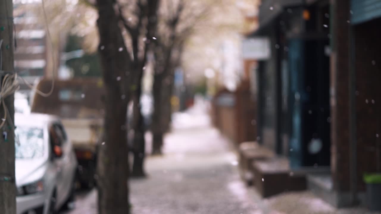 봄날 땅에 떨어지는 벚꽃잎을 슬로우 모션으로 잡으려고 한국의 거리를 걷고 있는 두 소녀