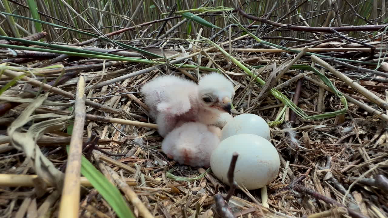 Western marsh harrier (Circus aeruginosus) in a nest with two eggs and another chick