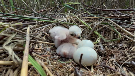 western marsh harrier (circus aeruginosus) in a nest with two eggs and another chick