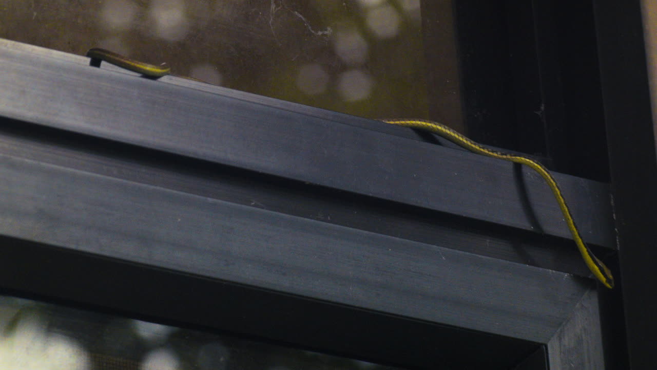 A curious bronze back tree-snake slithers on top of a window on a gloomy day