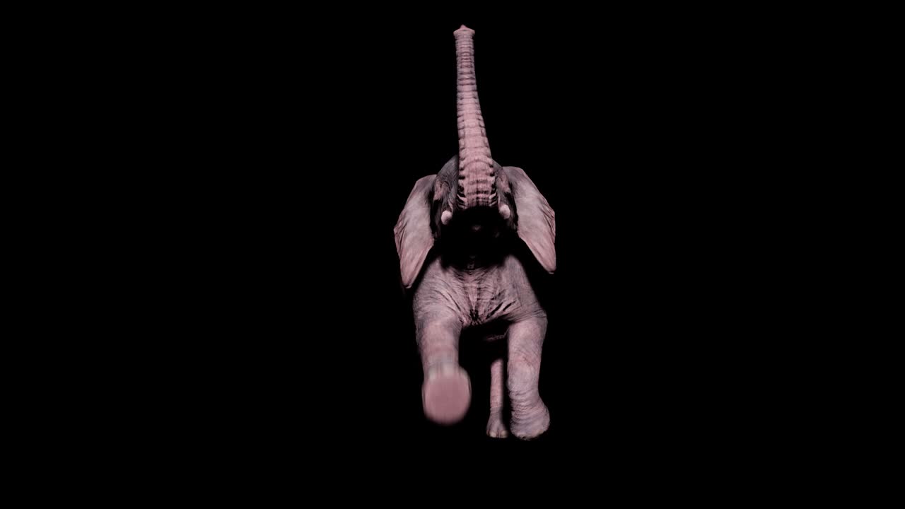 알파 채널을 가진 고립된 배경에서 큰 코끼리가 물 속에서 헤엄치고 동물, 자연 및 교육 배경에 대한 원활한 루프 애니메이션.