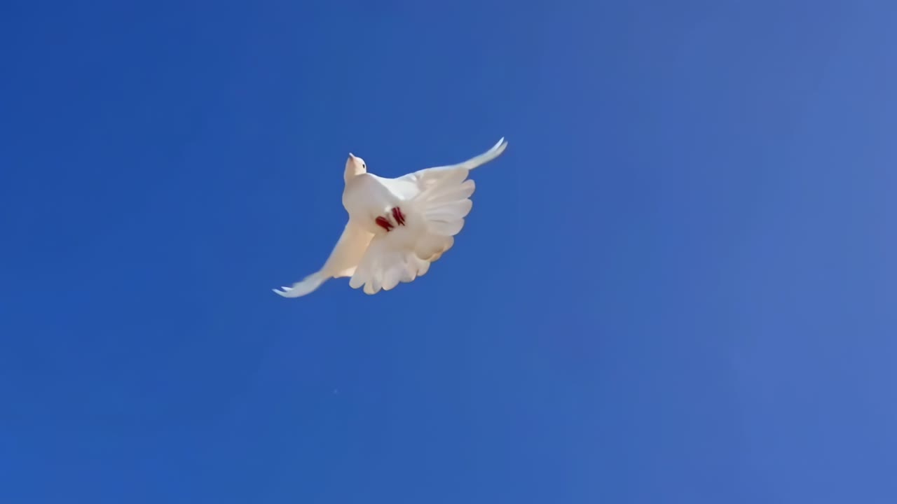 Low-angle video of a white dove soaring against a clear blue sky, symbolizing peace
