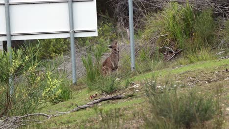 two kangaroos feeding on by the side of the road on booderee national park australia looking at the viewer, handheld stable shot