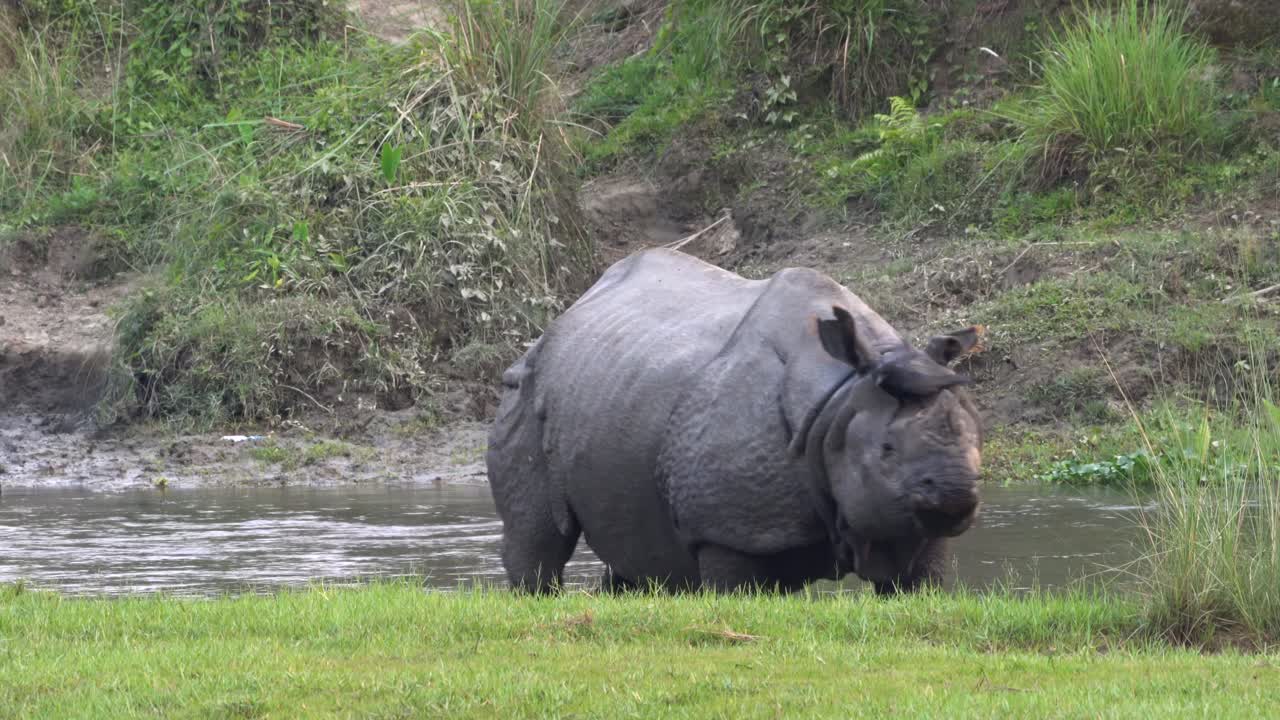 un rinoceronte de un cuerno parado al lado del río con un cuervo parado sobre su espalda