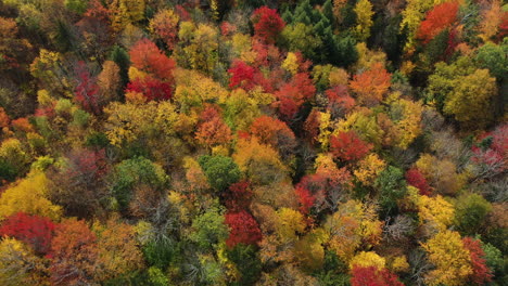 birds eye aerial view of colorful forest display at autumn peak