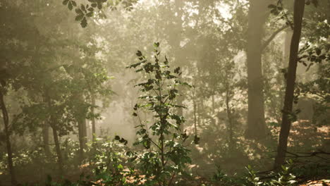 Hermosa-Mañana-En-El-Bosque