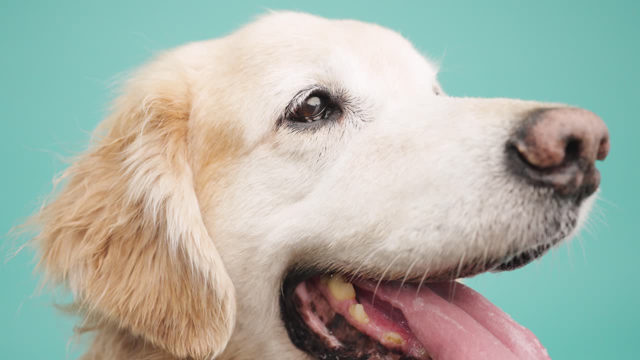 Close-up of a golden retriever's face