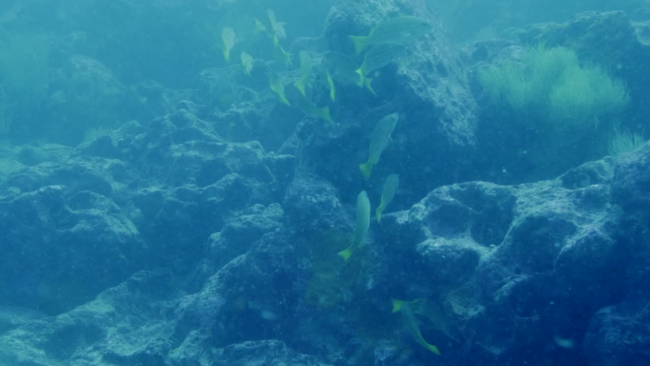 다채로운 무리 의 수중  ⁇