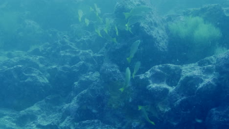 aquatic shot of colorful shoal