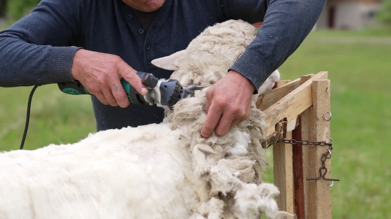 Shearing sheep on farm
