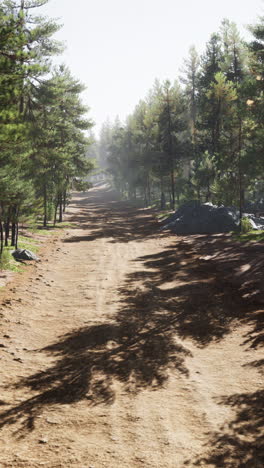 a dirt path through a forest