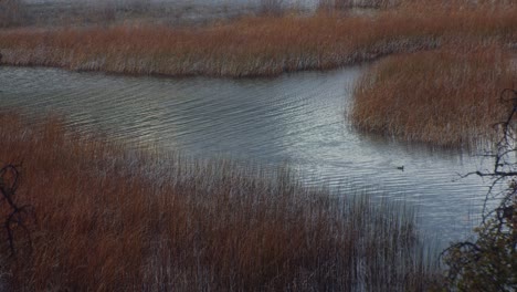 Duck-swimming-in-pond-with-tall-yellow-grass