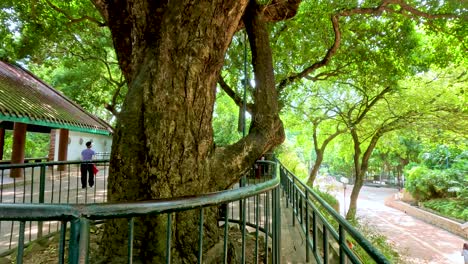 people strolling under lush trees in a park